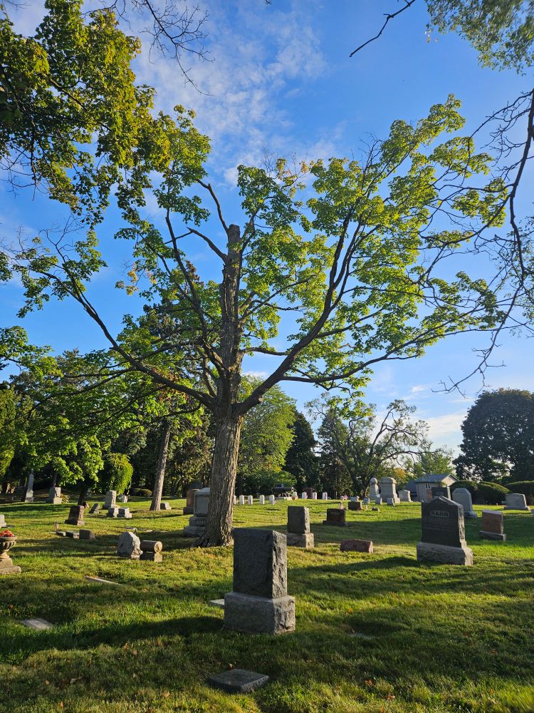 A unique tree on a sunny day in a cemetery.
