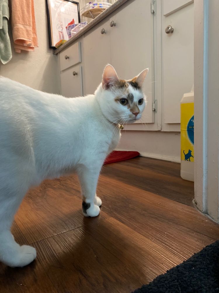 addy’s cat, therese. she’s mostly white with some grey and orange spotting on her foot and face
