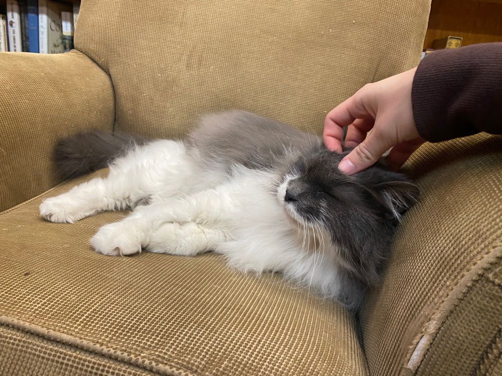 a fluffy cat with a grey and white coat (grey on top, white belly) lounging in a dirty beige armchair while enjoying head scritches (from me)