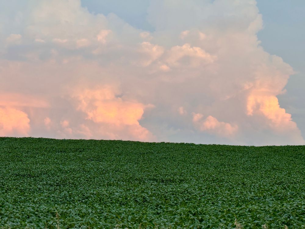 Field of soybeans with big clouds over the twilit horizon