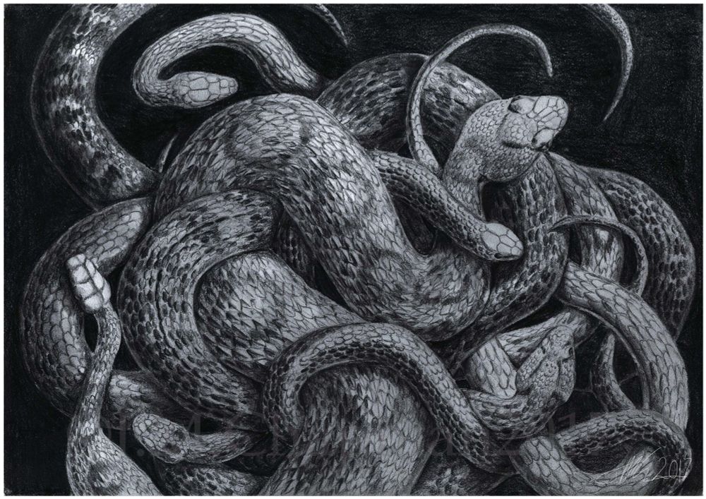 A grey-scale illustration in graphite pencil of a tangle of writhing snakes. 