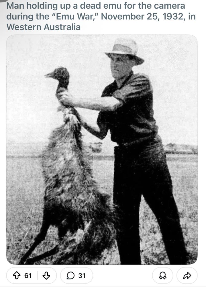 An Irish citizen being gently held by the throat by a noble Anglo European Better. It’s not an emu 