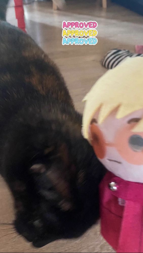 Louhi the cat approving TeruVash with a bump