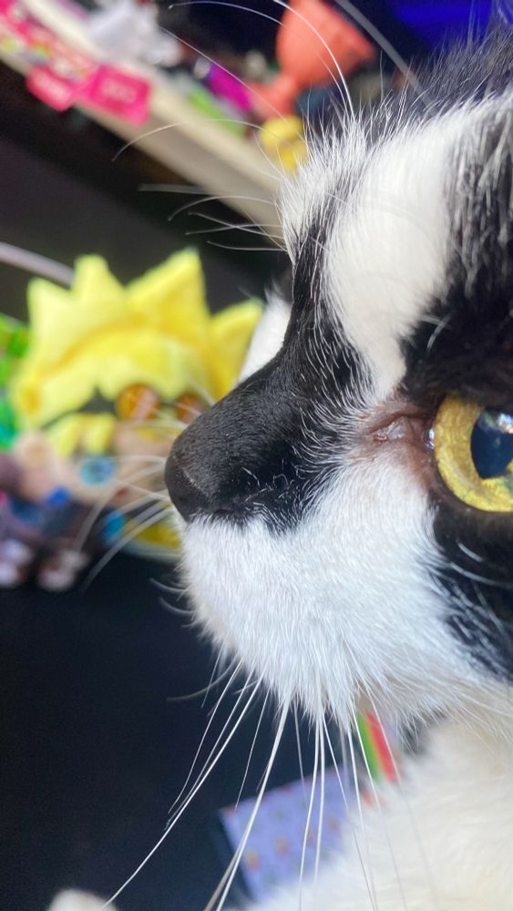 Loki the cat inspecting a photoshoot of a Vash-plush