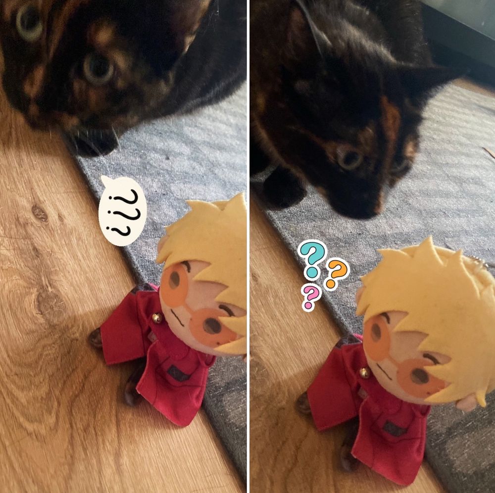 Halla the cat being just utterly confused about TeruVash