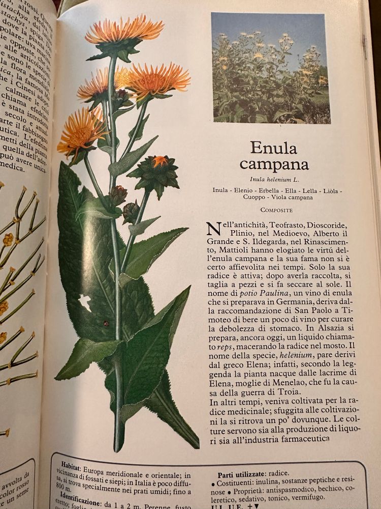 Bell rings
Inula helenus L
Inula - Elenio - Erbella - Ella - Lella - Liola
Cuoppo - Viola campana
COMPOSITE
In ancient time Sioscorides, the
Theophrastus,
Middle Ages, Albert the Great and St.
Hildegard, in the Renaissance, Mattioli praised the virtues of elecampane and its fame has certainly not faded over time. Only its root is active; after having been collected, it is cut into pieces and dried in the sun. The name of potio Paulina, an elecampane wine that was prepared in Germany, derives from St. Paul's recommendation to Timothy to drink a little wine to cure a weak stomach. In Alsace, a liquid called reps is still prepared today, macerating the root in must. The name of the species, helenium, seems to derive from the Greek Helen; in fact, according to legend, the plant was born from the tears of Helen, wife of Menelaus, who was the cause of the Trojan War.
In other times, it was cultivated for its medicinal root; having escaped cultivation, it can be found almost everywhere. The crops are used both for the production of liqueurs and for the pharmaceutical industry.
Habitat: Southern and Eastern Europe; in the vicavicinity of ditches and hedges; in Italy it is not very
M. s widespread; found especially in damp meadows; up to 100 m.
Identification: 1 to 2 m. Perennial, stem mo, leaves toothed, thick, whitish underneath,sthe cauline
Parts used: root.
• Constituents: inulin, peptic and resinous substances