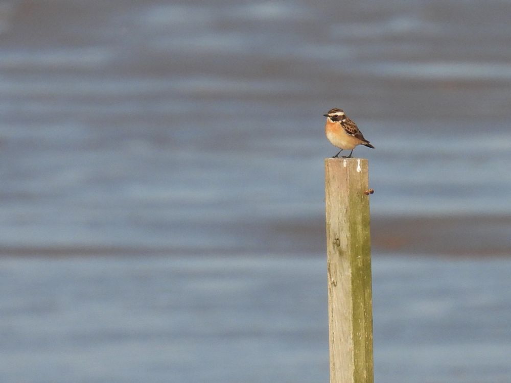 Whinchat