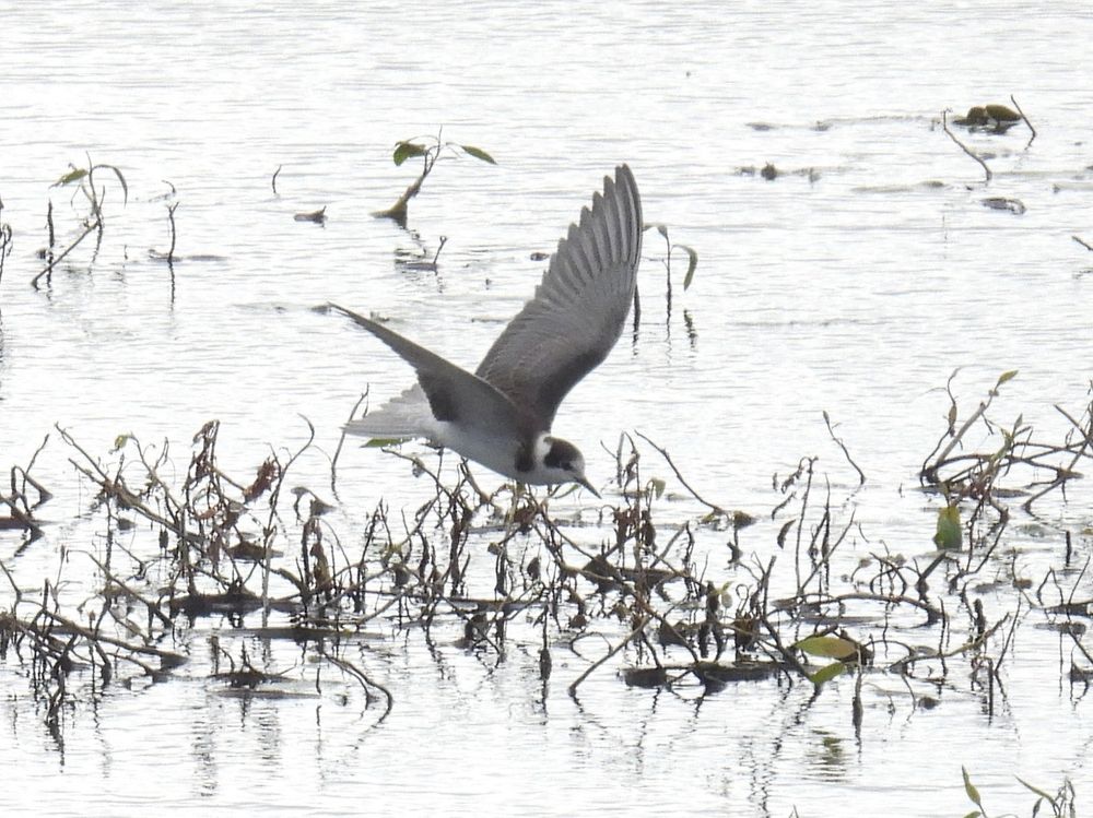 Black Tern