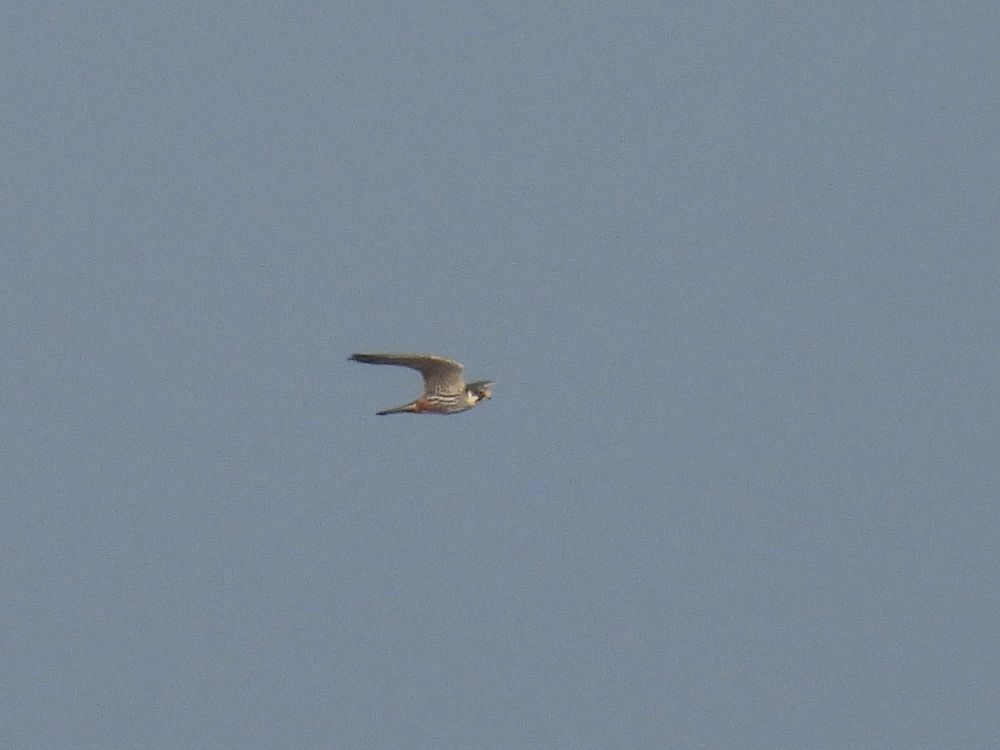 Hobby