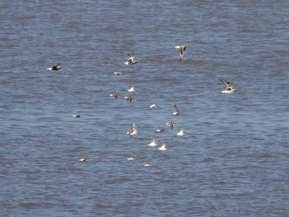 Mixed flock of Grey Plover, Sanderling and Dunlin