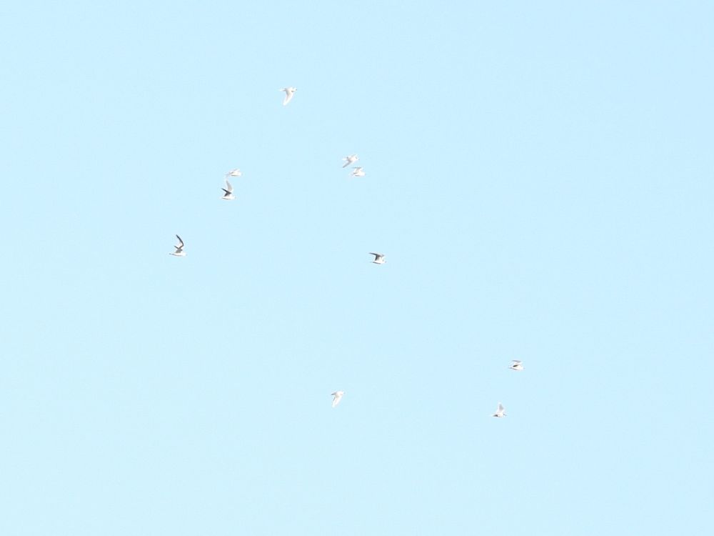 Little Gull flock (9 adults and 1 first-winter)