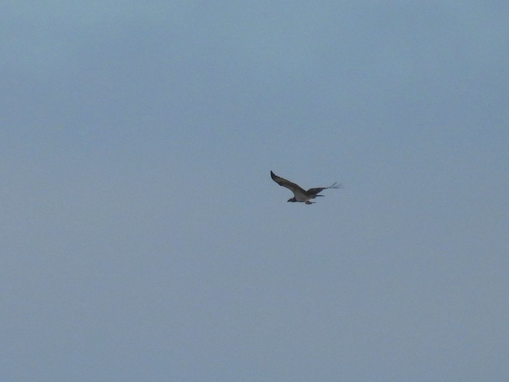 Osprey