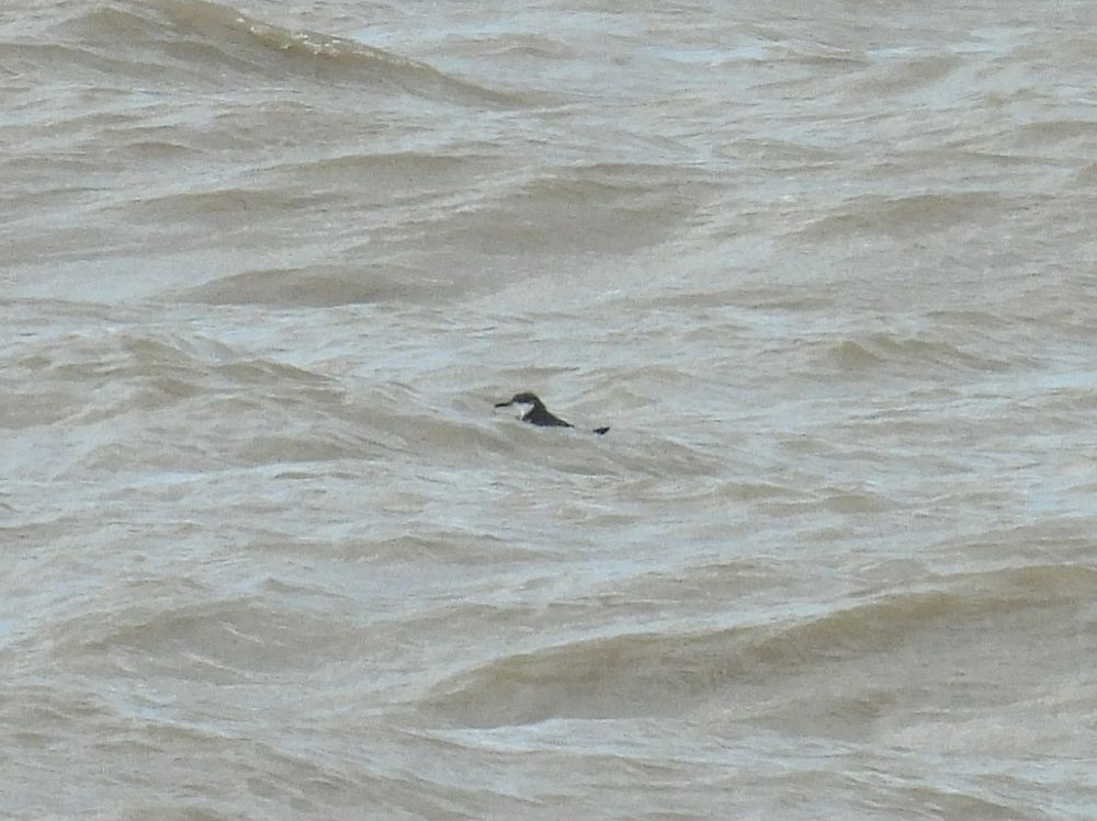 Distant Manx Shearwater