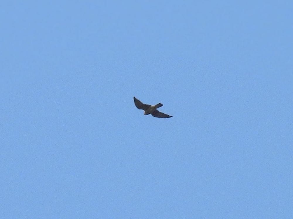 Red-footed Falcon