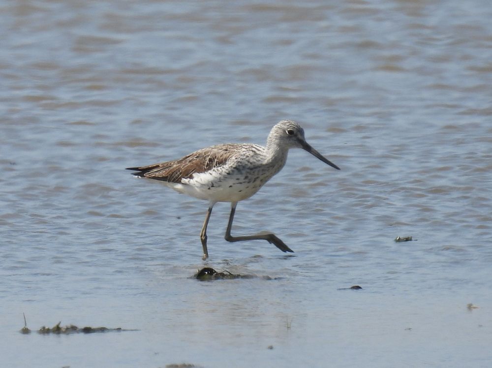 Greenshank