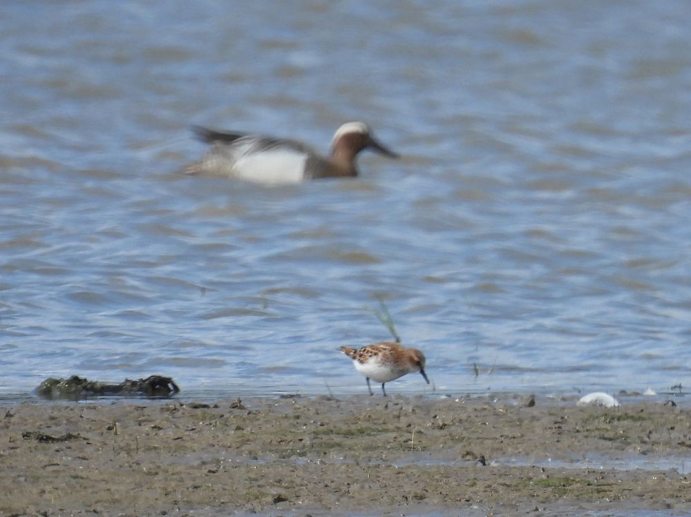 Little Stint and Garganey