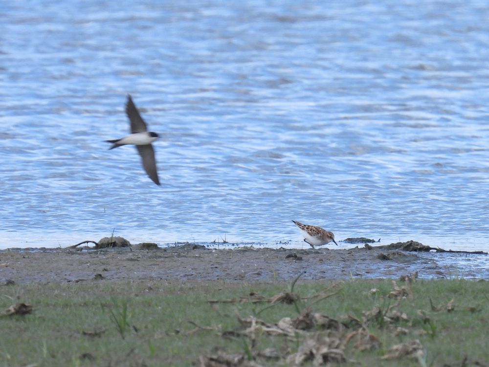 Little Stint photobombed by House Martin