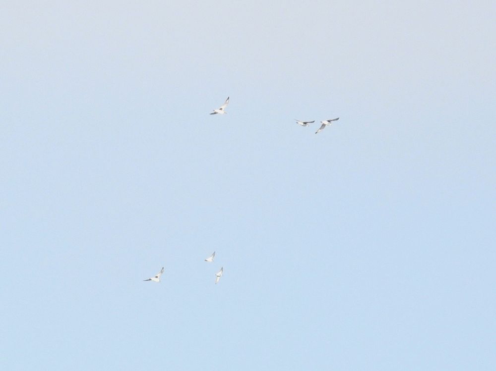 4 Grey Plover and 2 Dunlin