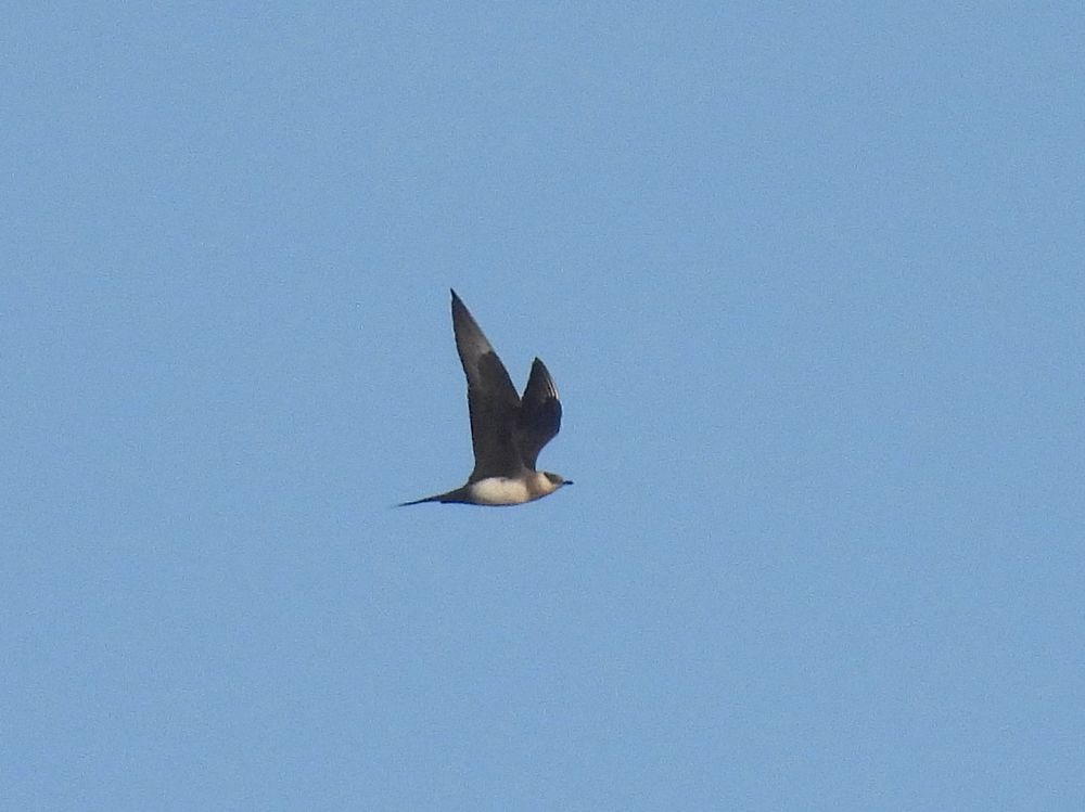 Pale phase Arctic Skua