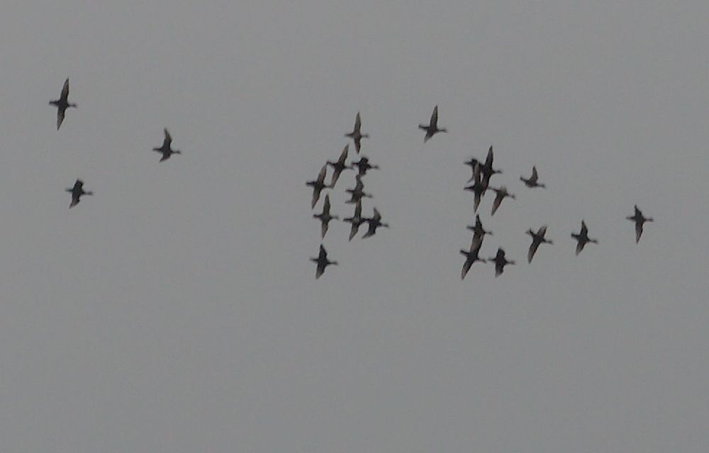 Common Scoter