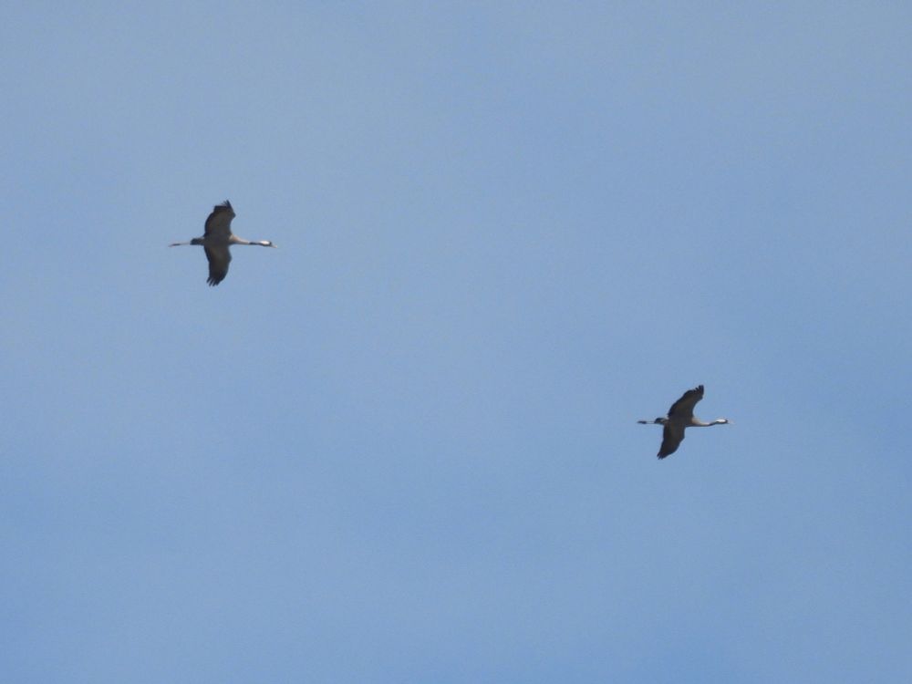 2 Crane