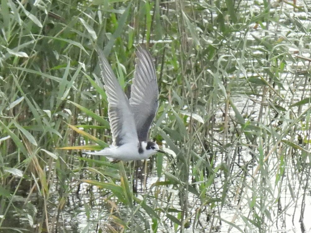 Black Tern