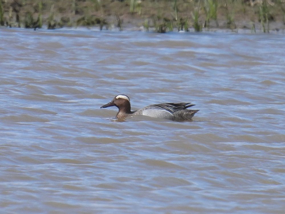 Garganey