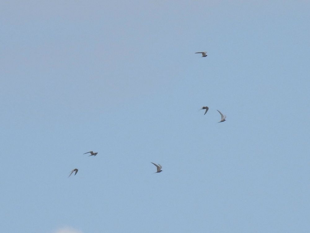 6 Arctic Tern