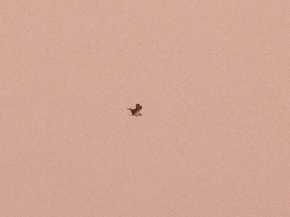 Osprey