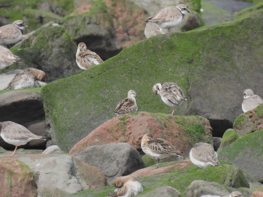 Little Stint