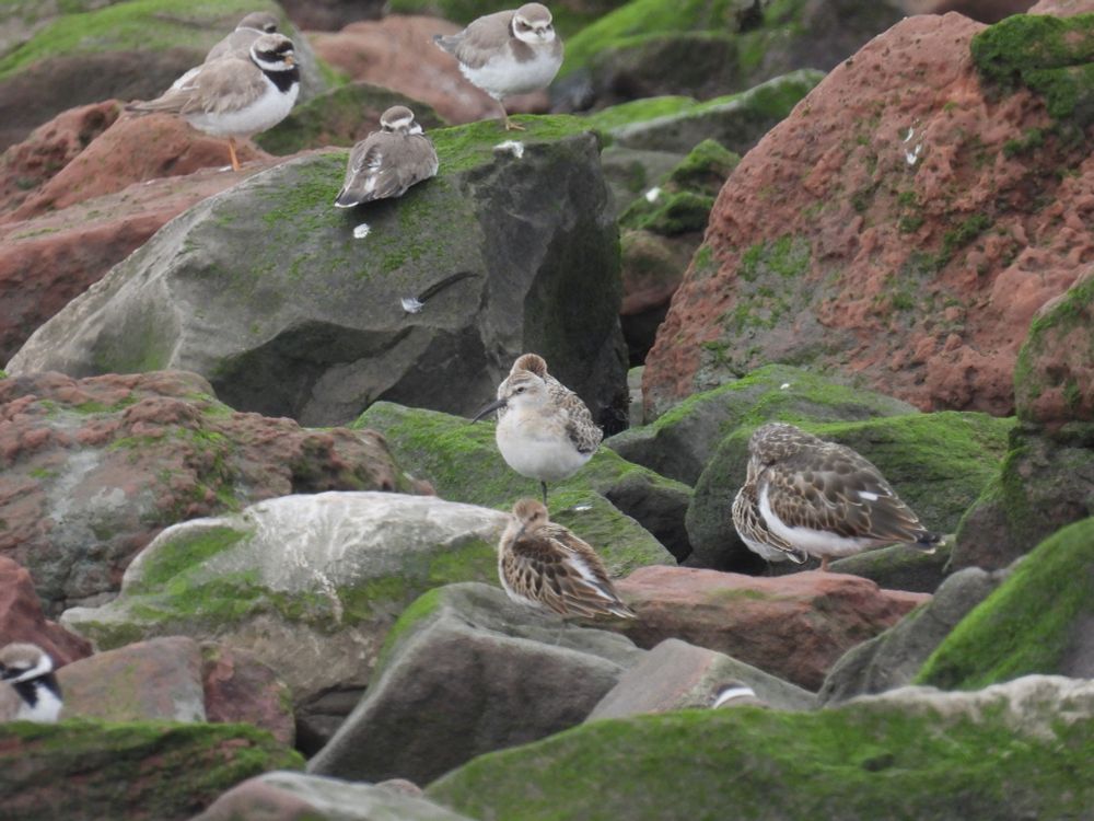 Curlew Sandpiper