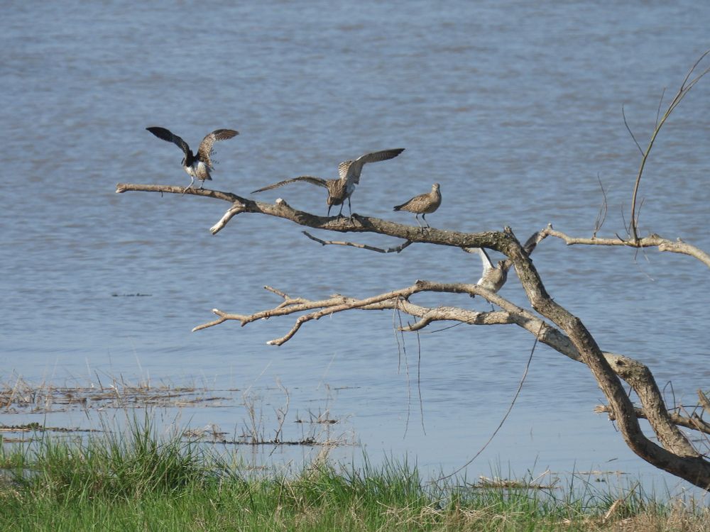 Whimbrels