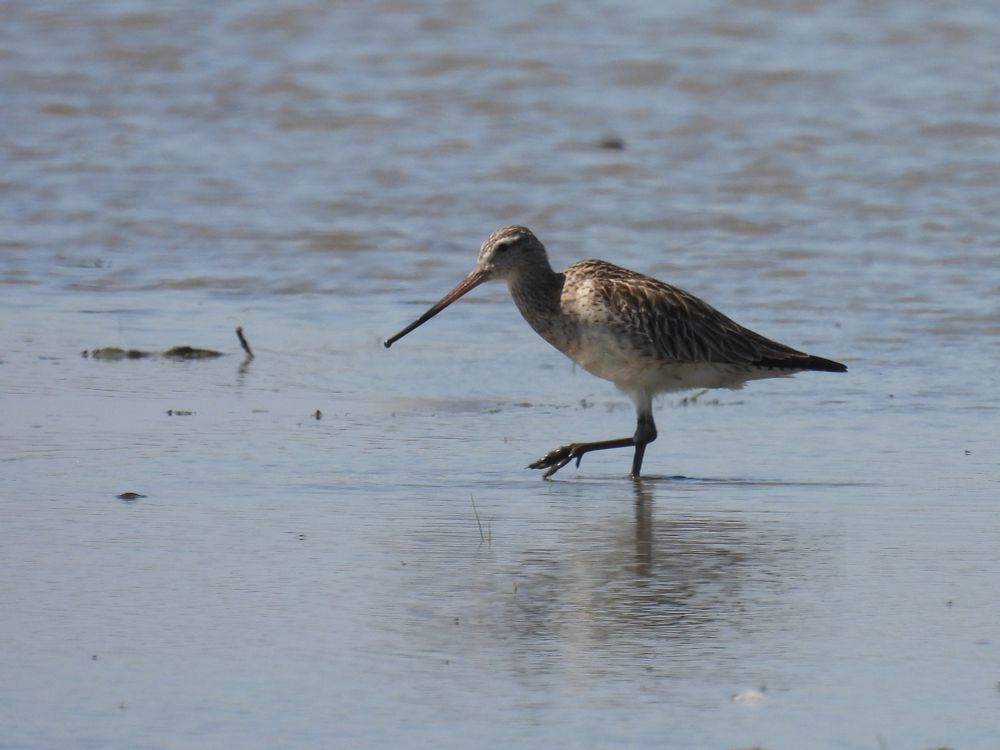 Bar-tailed Godwit