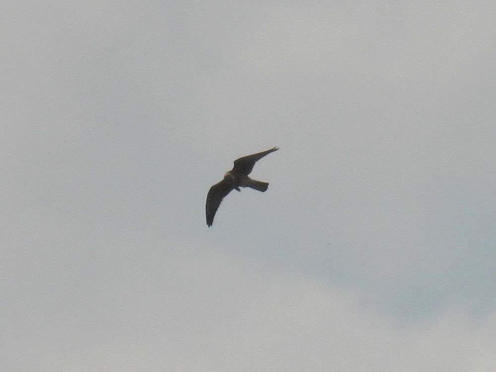 Red-footed Falcon