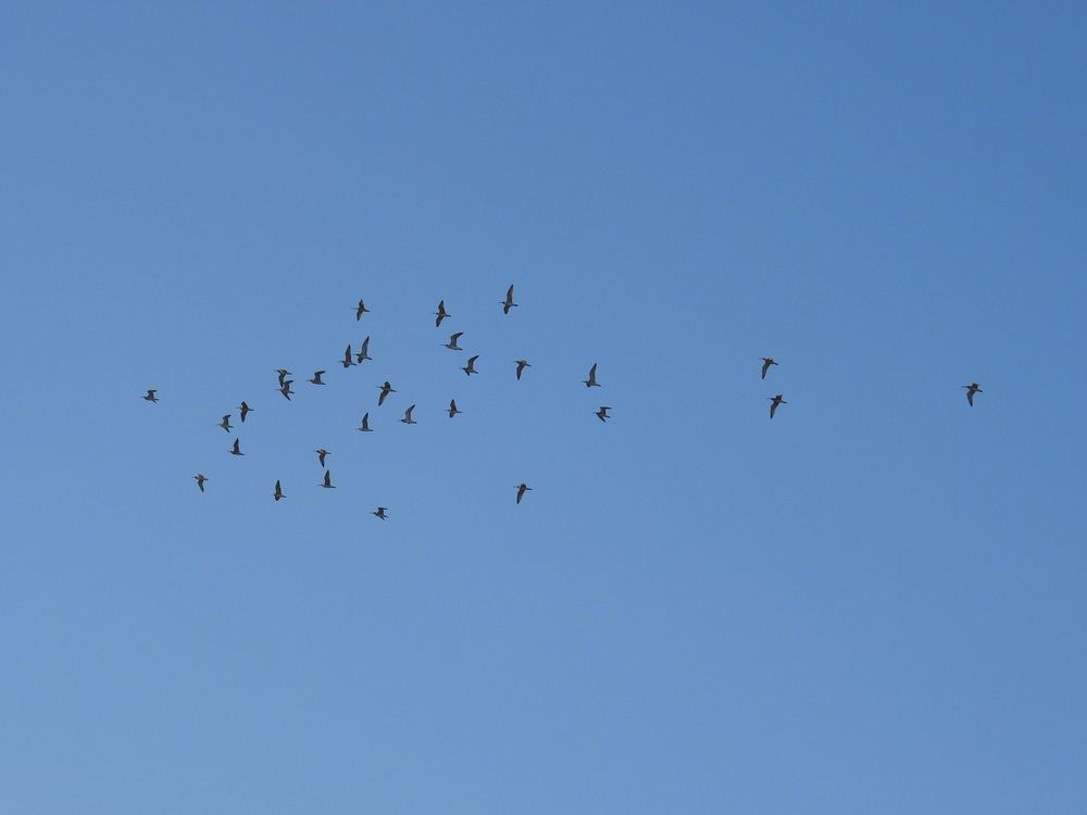 Whimbrel flock heading NE
