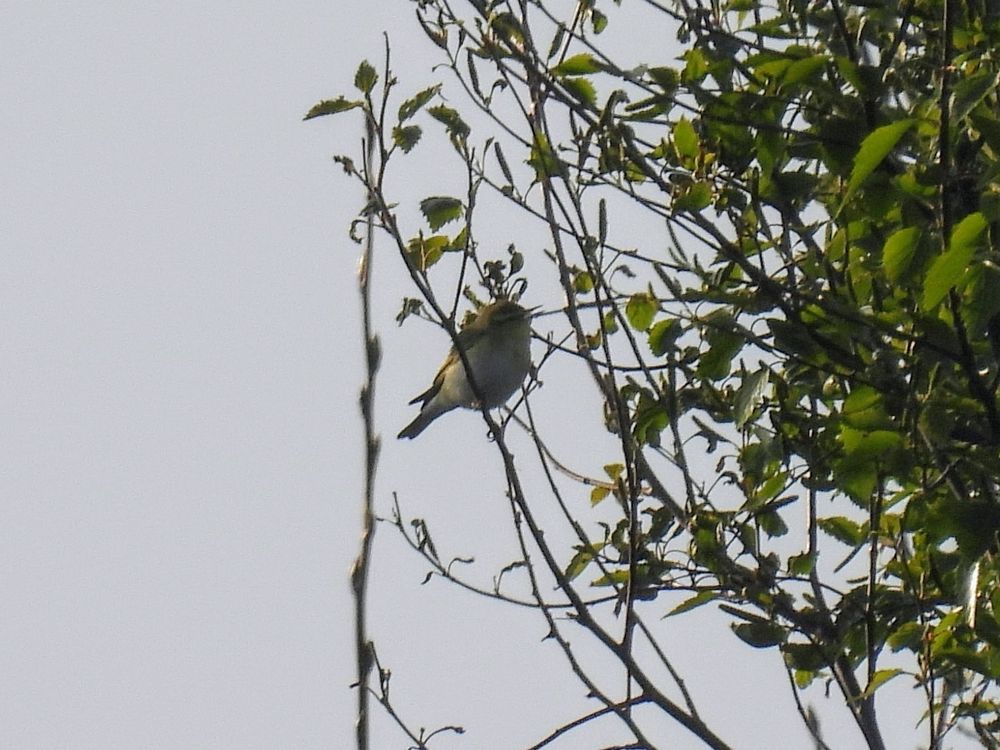 Wood Warbler