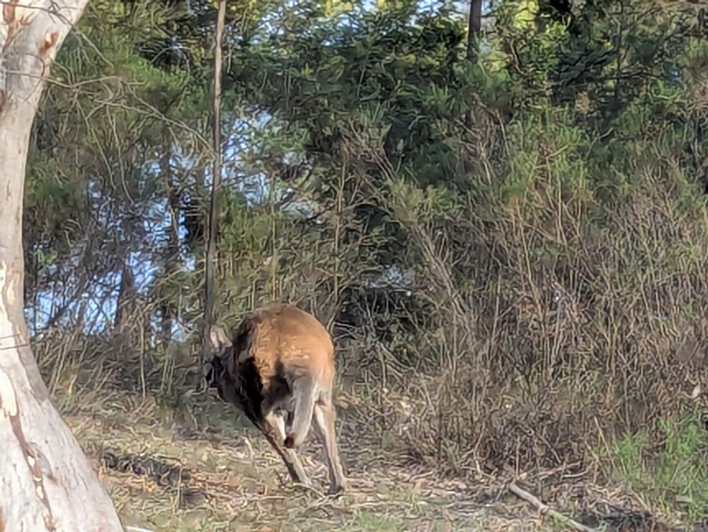 A kangaroo on the side of the road, hopping away 