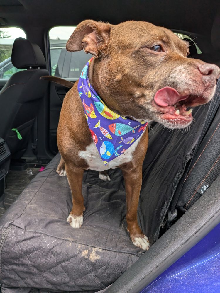 Brown pitbull in the backseat of a car. His name is Brownie and he's wearing a bandana with fish on it.