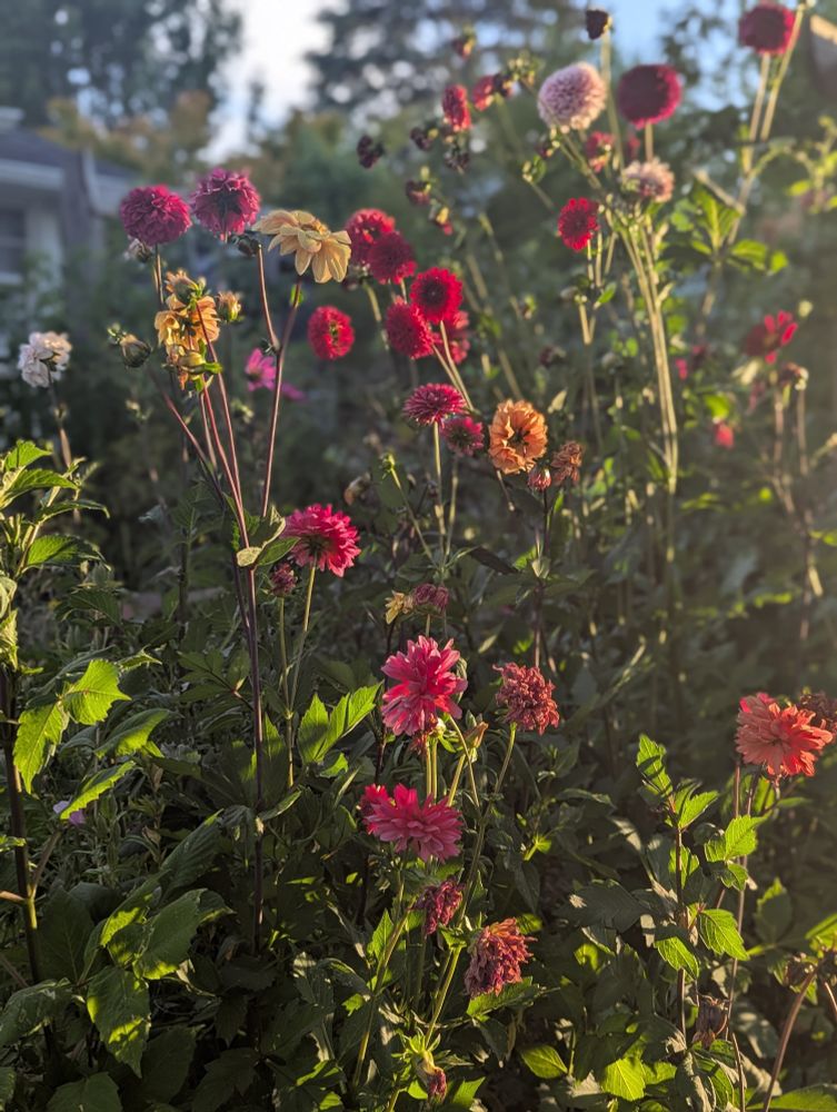 Dahlias of various shapes and colors