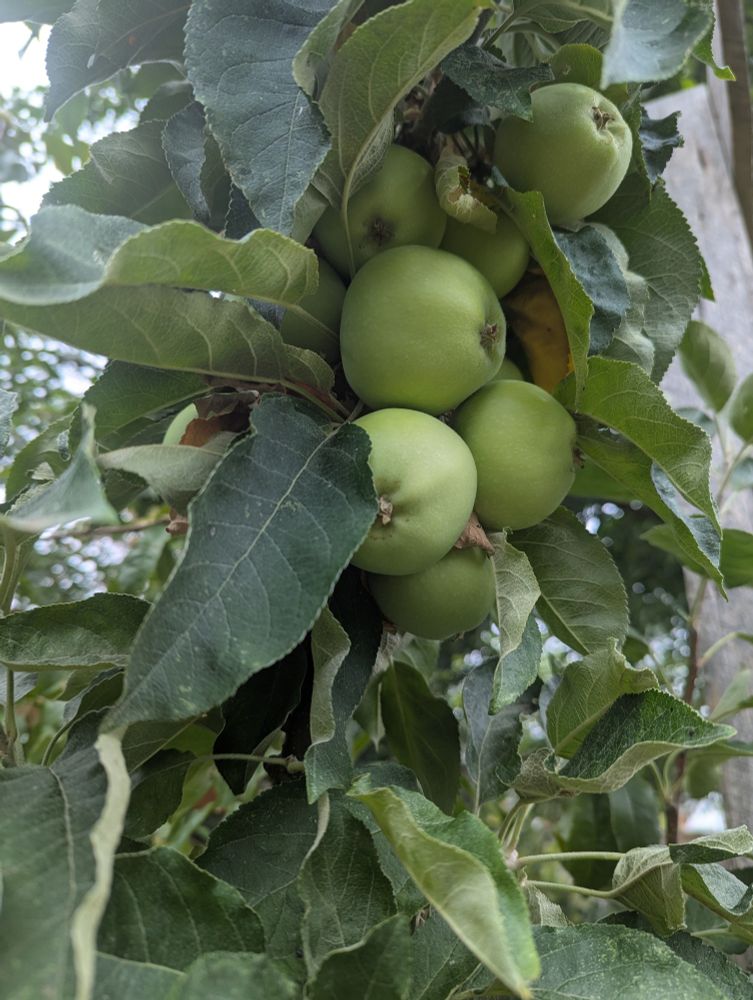 Verticle apple tree with small green fruit