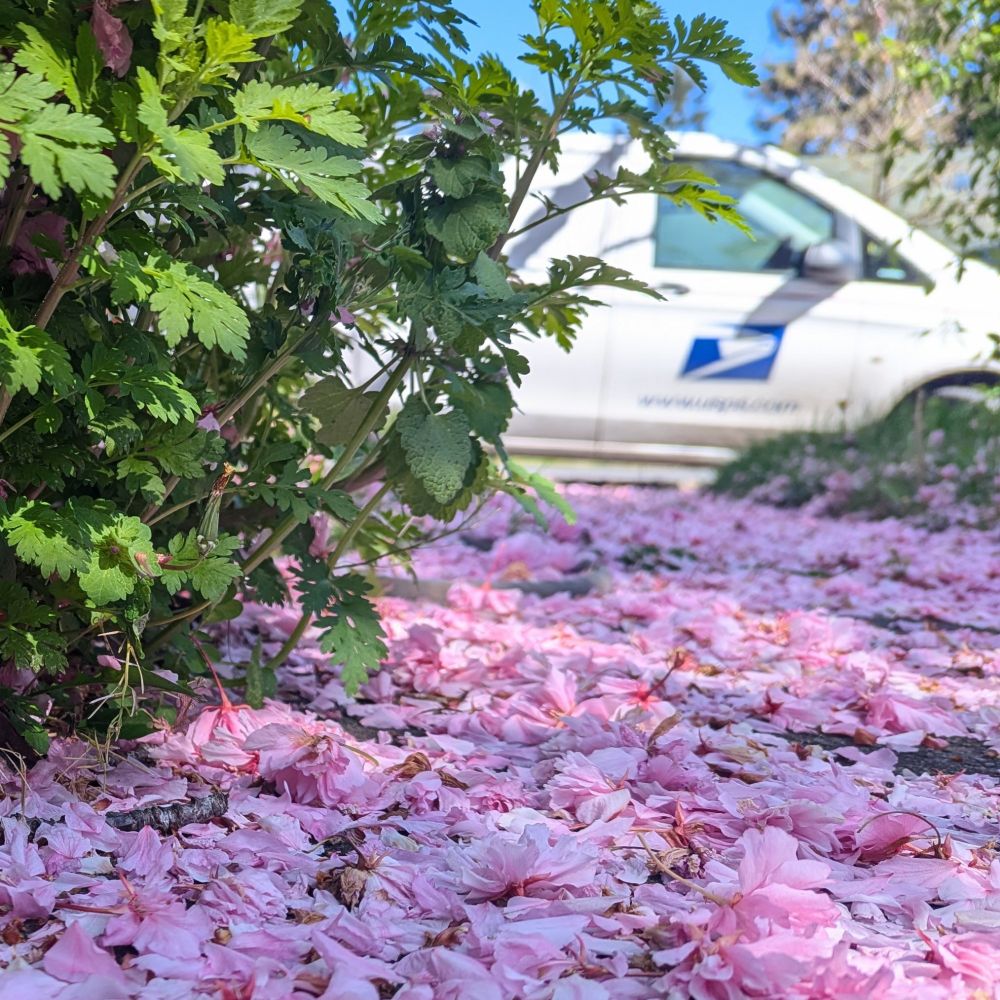 Low angle view of plants and spring blossoms with USPS delivery truck in background.