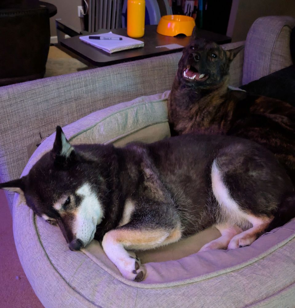 Black and tan Shiba Inu is curled up trying to sleep while a Kai-Ken dog squeezes in behind her "sharing"