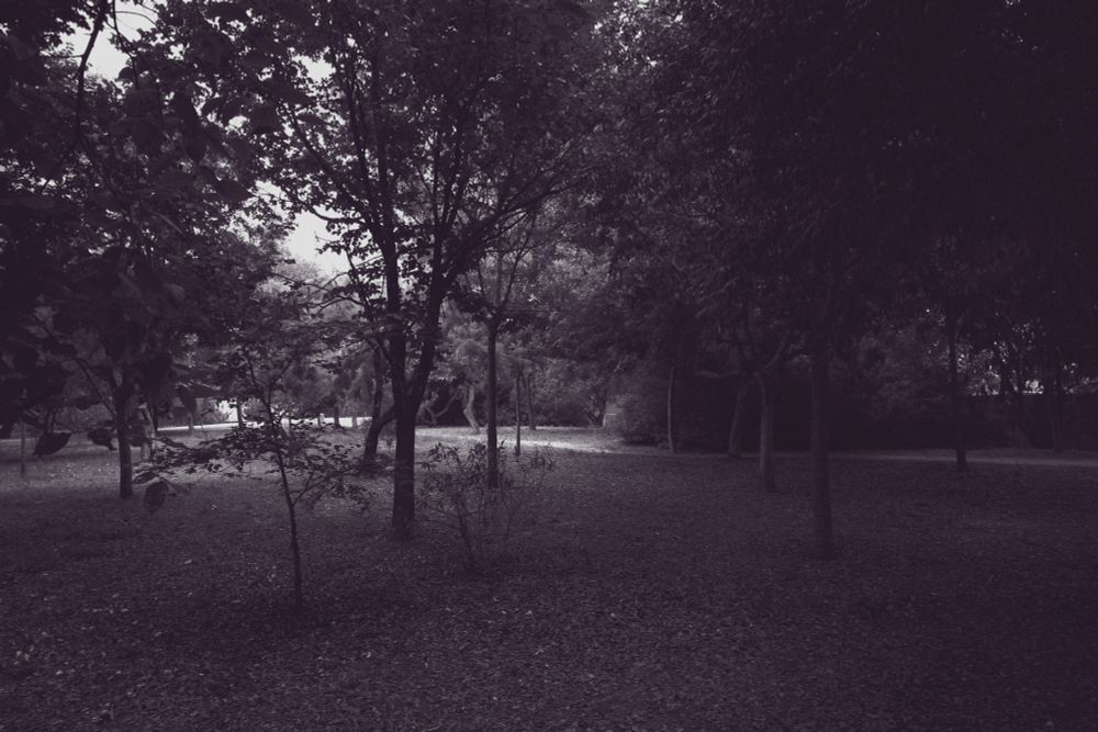 Camino parcialmente iluminado en un soto.