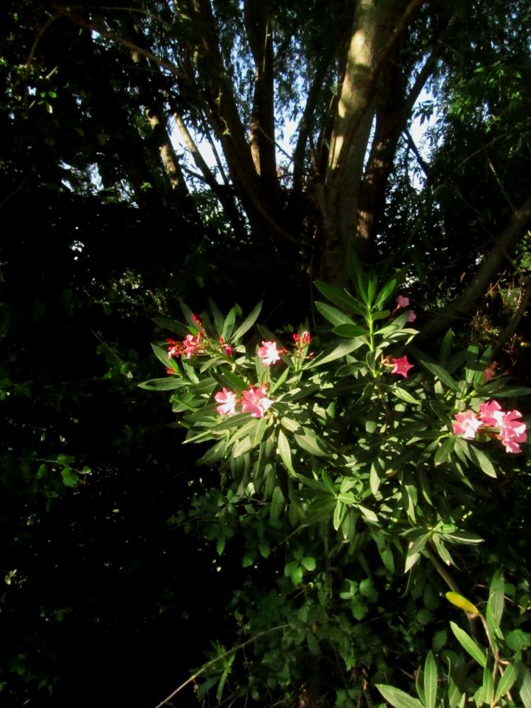 Planta con flores iluminadas. En el tercio superior se entrevé el cielo entre troncos y ramas.