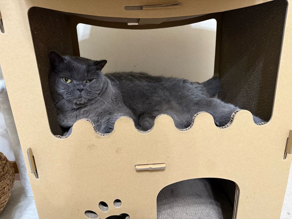 ダンボールのキャットハウスでくつろいでいる猫の写真