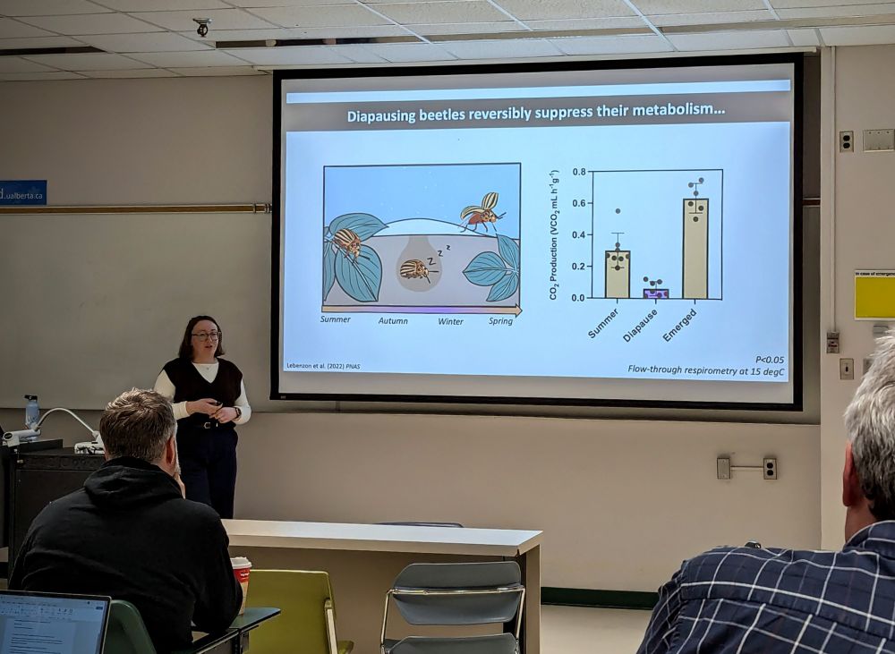 Jackie stood at the front of a room presenting her research. In the foreground you can see audience members and next to Jackie is a large screen showing her slides. The slide in this picture shows two graphics from a paper Jackie published in PNAS in 2022 about how diapausing beetles reversibly suppress their metabolism.