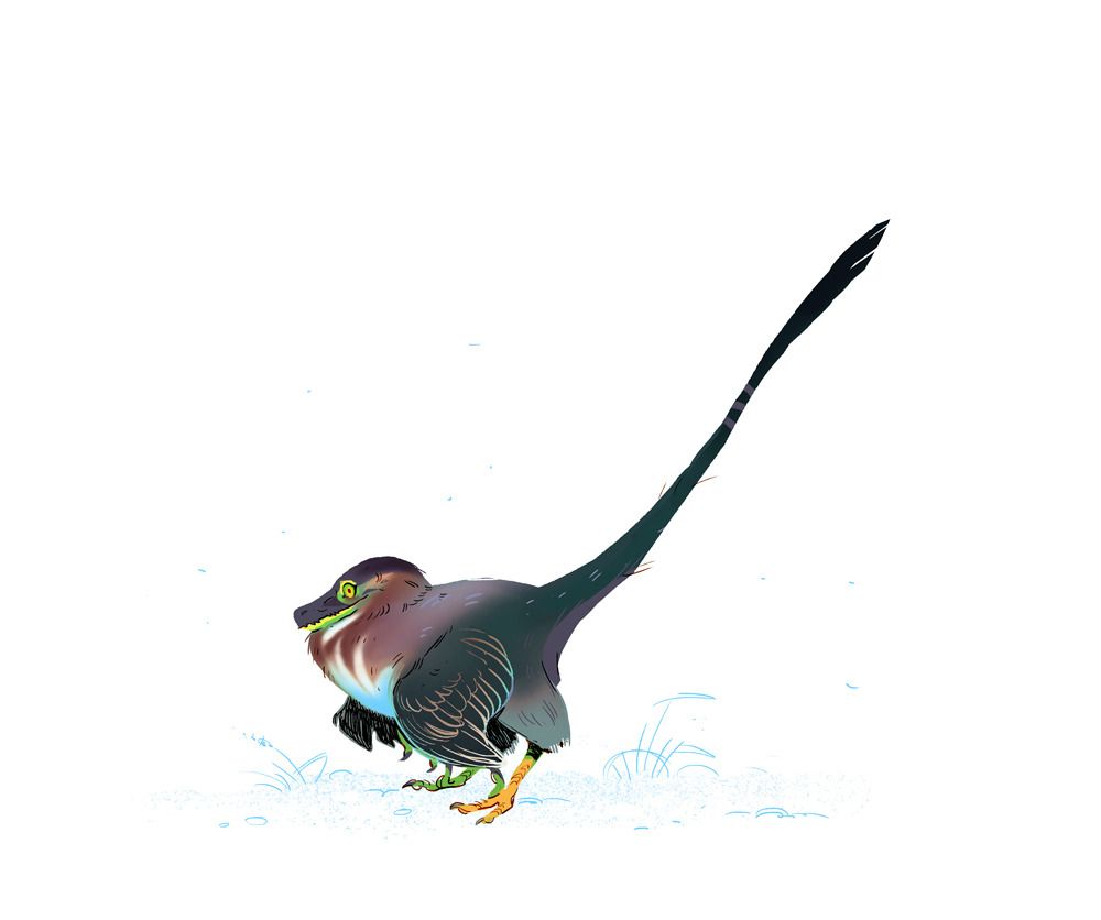 A small dromaeosaurs with green heron markings and a skrunched up neck.