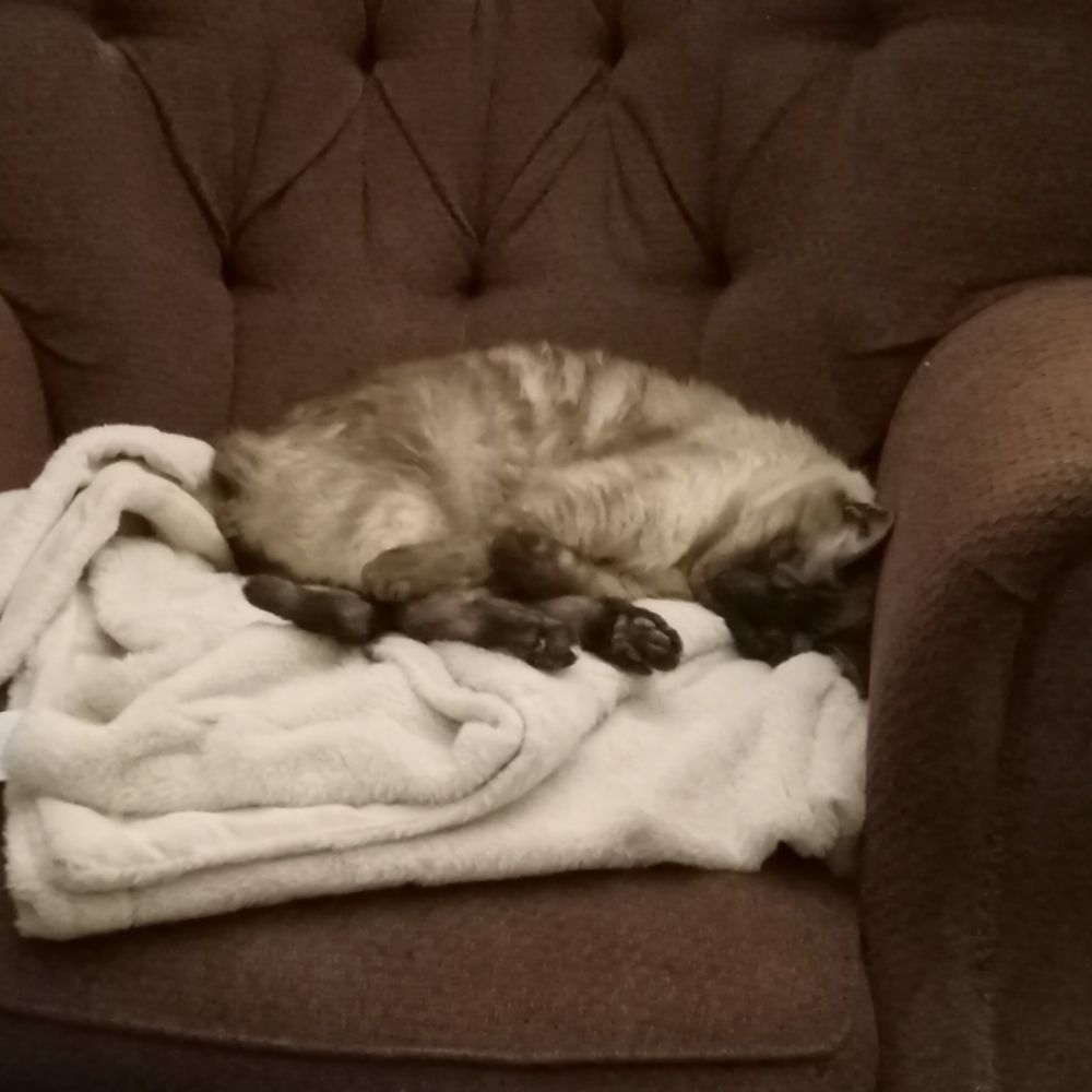 A lynx-point Siamese mix cat lies sleeping on a fuzzy white throw piled on the seat of an old armchair, with all four of his legs cris-crossed so as to show off his cute little feet.