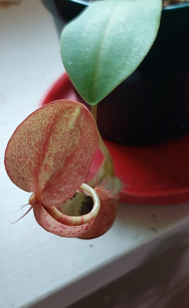 A red and green leaf pitcher shaped like a narrow vase with a lid perched over it, the inside is dark and dozens of dead ants are visible inside 
