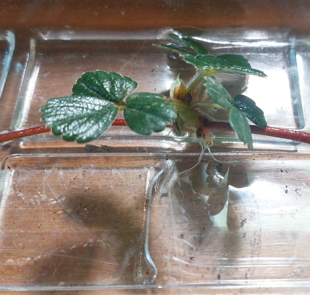A red stemmed runner of F. chiloensis with a cluster of three shiny dark green clover like leaves sitting in a cheap clear plastic tray of water a modest clump of white roots are already branching off